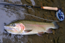 2023.09.06 ヒグマの気配に怯えながら…思い出の1尾