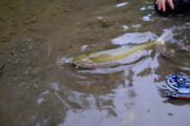 2023.09.06 ヒグマの気配に怯えながら…思い出の1尾 2