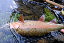 2023.09.07 バンク際のスカムライン、散発ライズの主 2