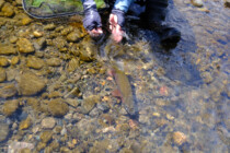 2023.09.07 バンク際のスカムライン、散発ライズの主 3