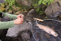 2024.09.05 岩盤際で小さなライズを繰り返していたニジマス