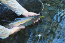 2024.09.06 逆光の中から引っ張り出した1尾